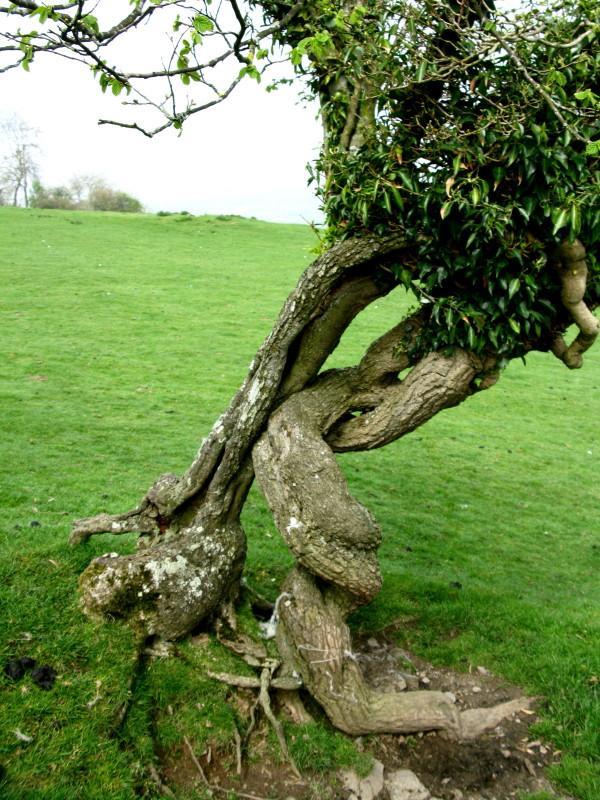 An ivy that is now supporting its original host, recorded by Michael Woolner, in a field near Oswestry, Powys.