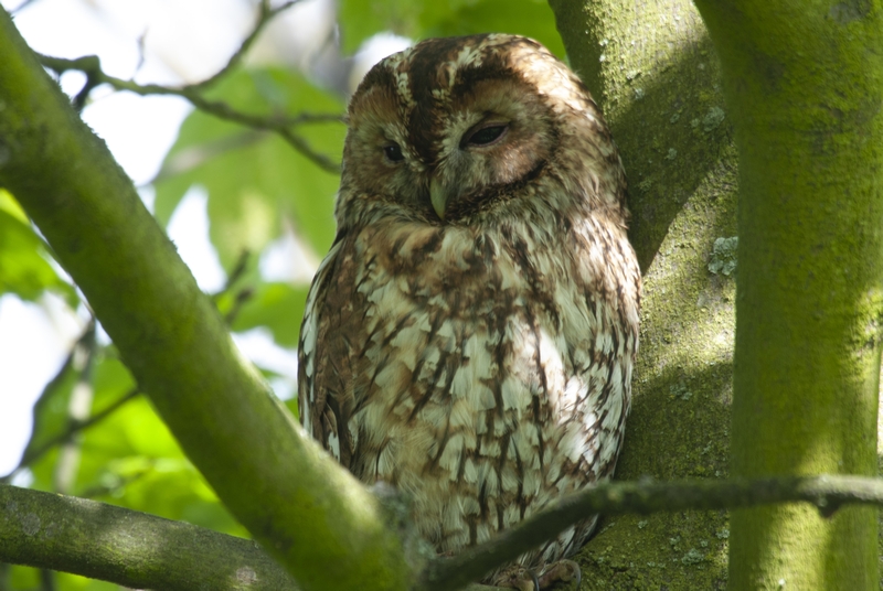 Tawny owl. Photo WTML John Bridges