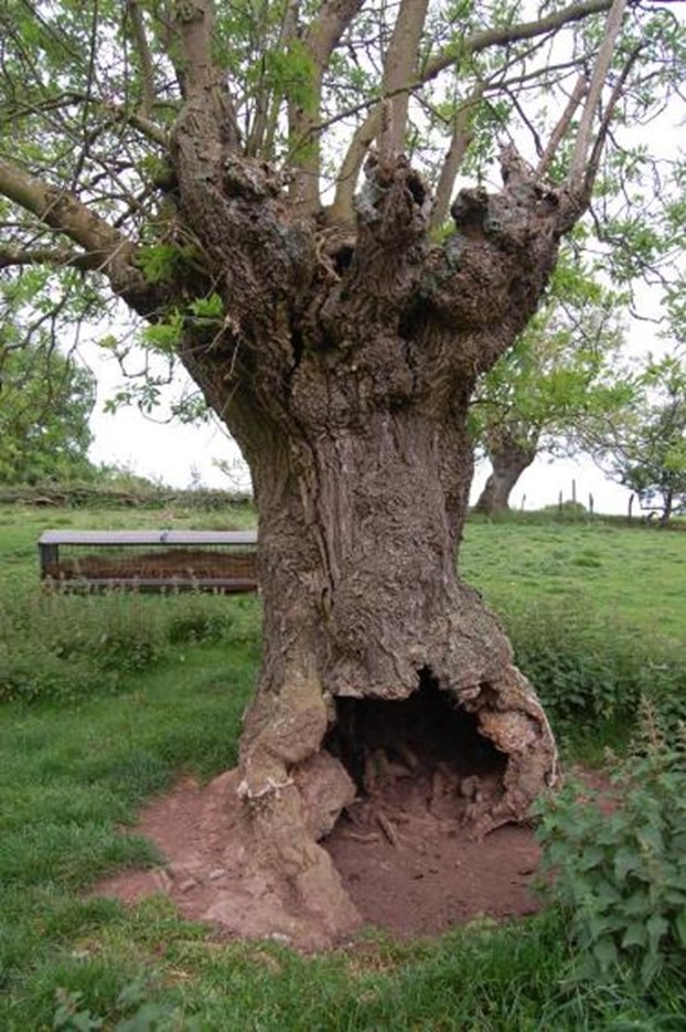 Ancient pollard, cut in the past above 2m height from ground level. Credit: David Alderman