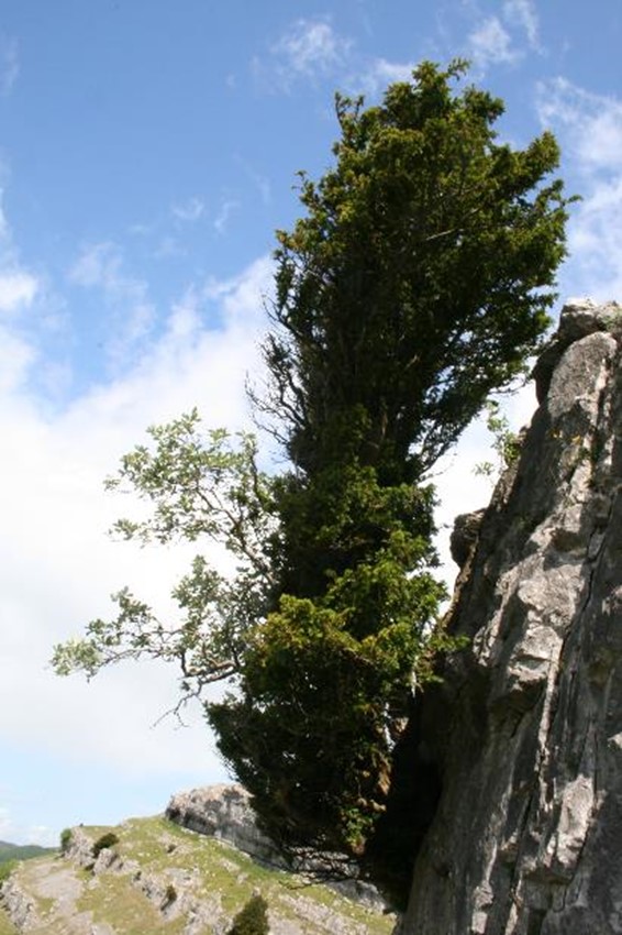 A cliff tree. Credit: David Alderman